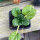 Tatsoi (Brassica narinosa) zaden