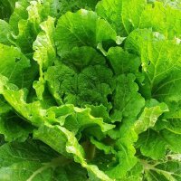 Chinese kool  Wong Bok (Brassica rapa subsp. pekinensis)...