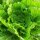 Chinese kool  Wong Bok (Brassica rapa subsp. pekinensis) zaden