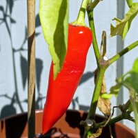 Rode puntpaprika Marconi Rosso (Capsicum annuum) zaden