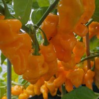 Milde aroma-chili Trinidad Perfume (Capsicum chinense )...