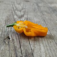 Milde aroma-chili Trinidad Perfume (Capsicum chinense )...