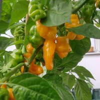 Milde aroma-chili Trinidad Perfume (Capsicum chinense ) zaden