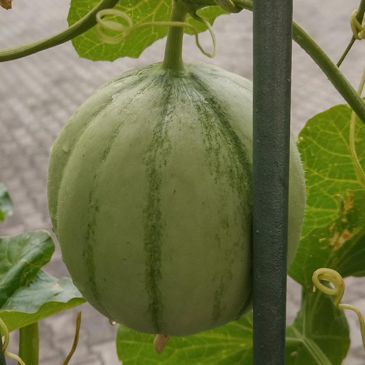 Cantaloupe suikermeloen 'Charentais' (Cucumis melo) zaden