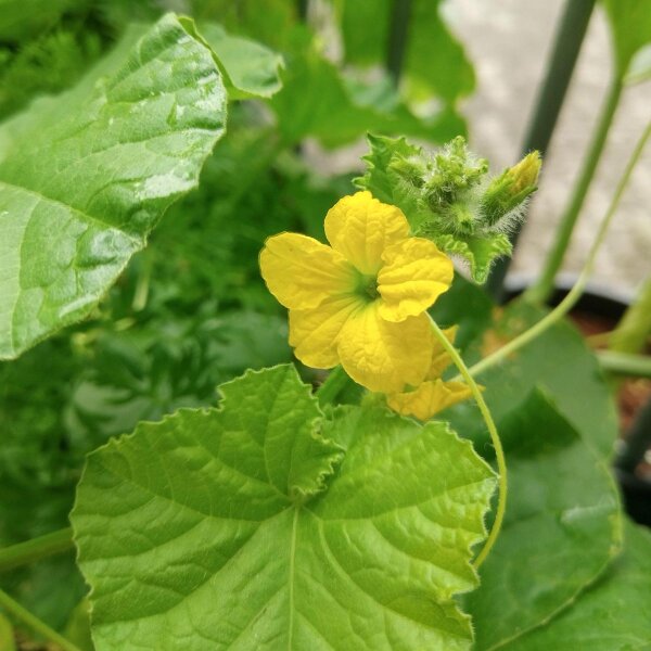 Cantaloupe suikermeloen 'Charentais' (Cucumis melo) zaden