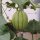 Cantaloupe suikermeloen Charentais (Cucumis melo) zaden