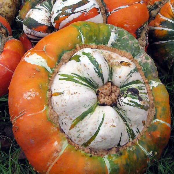 Bisschopshoed/ tulband-pompoen (Cucurbita maxima) zaden