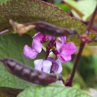 Helmboon (Lablab purpureus) zaden