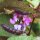 Helmboon (Lablab purpureus) zaden