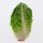 Romeinse-sla slaharten Little Gem (Lactuca sativa) zaden