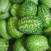 Cucamelon / Mexicaanse minikomkommer (Melothria scabra)...