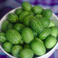 Cucamelon / Mexicaanse minikomkommer (Melothria scabra)...