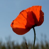 Grote klaproos (Papaver rhoeas) zaden