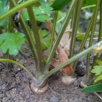 Wortelpeterselie Hamburg (Petroselinum crispum ssp. tuberosum) zaden