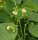Gele wasboon Orinoco (Phaseolus vulgaris) zaden