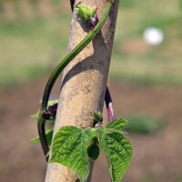 Stokboon A Cosse Violette (Phaseolus vulgaris) zaden