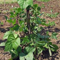 Stokboon A Cosse Violette (Phaseolus vulgaris) zaden