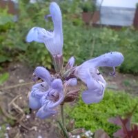 Spaanse salie (Salvia lavandulifolia) zaden