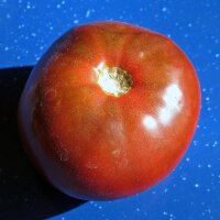Schwarze Tomate Black Russian (Solanum lycopersicum) zaden