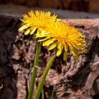 Cultuur paardenbloem (Taraxacum officinale) zaden