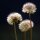 Cultuur paardenbloem (Taraxacum officinale) zaden