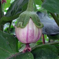 Gestreepte Aubergine Rotonda bianca sfumata di rosa...