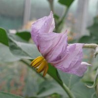 Gestreepte Aubergine Rotonda bianca sfumata di rosa (Solanum melongena) zaden