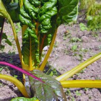 Gele snijbiet Bright Yellow (Beta vulgaris subsp....