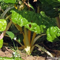 Gele snijbiet Bright Yellow (Beta vulgaris subsp....