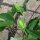 Passievrucht (Passiflora edulis) zaden