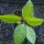 Passievrucht (Passiflora edulis) zaden
