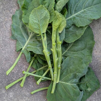 Chinese broccoli Kai-Lan (Brassica oleracea var....
