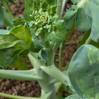 Chinese broccoli Kai-Lan (Brassica oleracea var....