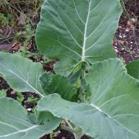 Chinese broccoli Kai-Lan (Brassica oleracea var. alboglabra) zaden