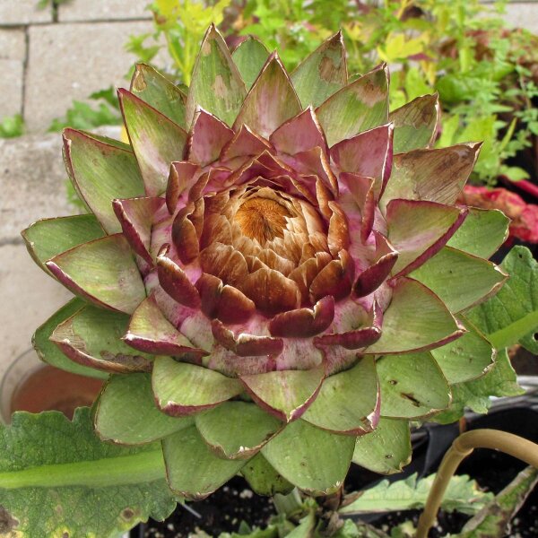 Soldor Potgrond Bloeiende Planten