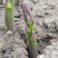 Groene asperge Mary Washington (Asparagus officinalis) zaden