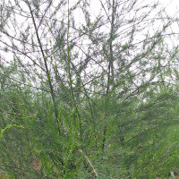 Groene asperge Mary Washington (Asparagus officinalis) zaden