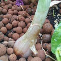 Sjalotten Zebrune (Allium ascalonicum) zaden