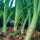 Sjalotten Zebrune (Allium ascalonicum) zaden