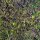Wede (Isatis tinctoria) zaden