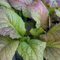 Rood bladmosterdzaad Red Giant (Brassica juncea) zaden