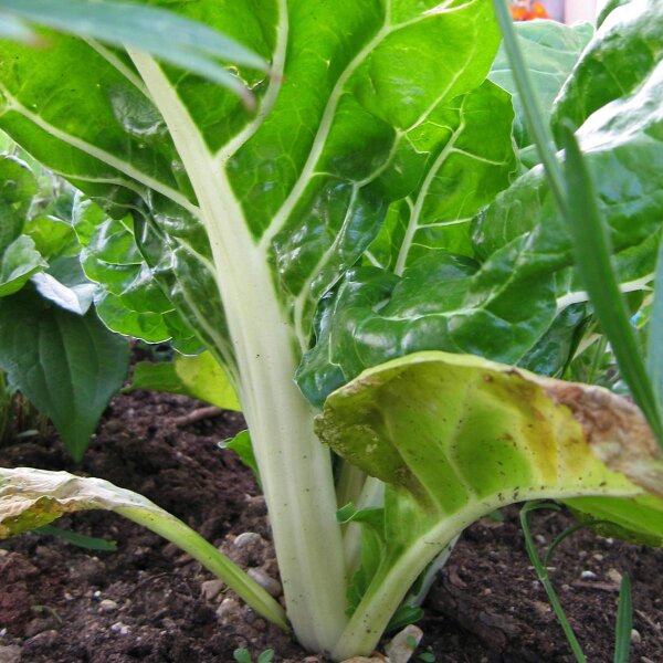 Witte snijbiet Fordhook Giant (Beta vulgaris) zaden