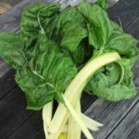 Witte snijbiet Fordhook Giant (Beta vulgaris) zaden