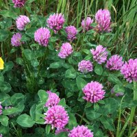 Rode klaver (Trifolium pratense) zaden