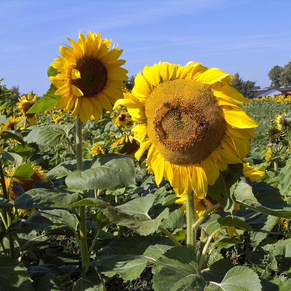 Zonnebloem (Helianthus annuus)