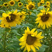 Zonnebloem (Helianthus annuus)