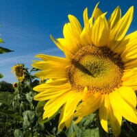 Zonnebloem (Helianthus annuus)