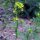 Gele mosterd / witte mosterd  (Sinapsis alba) zaden