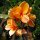 Indiase bloemstok (Canna indica) zaden