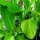 Indiase bloemstok (Canna indica) zaden